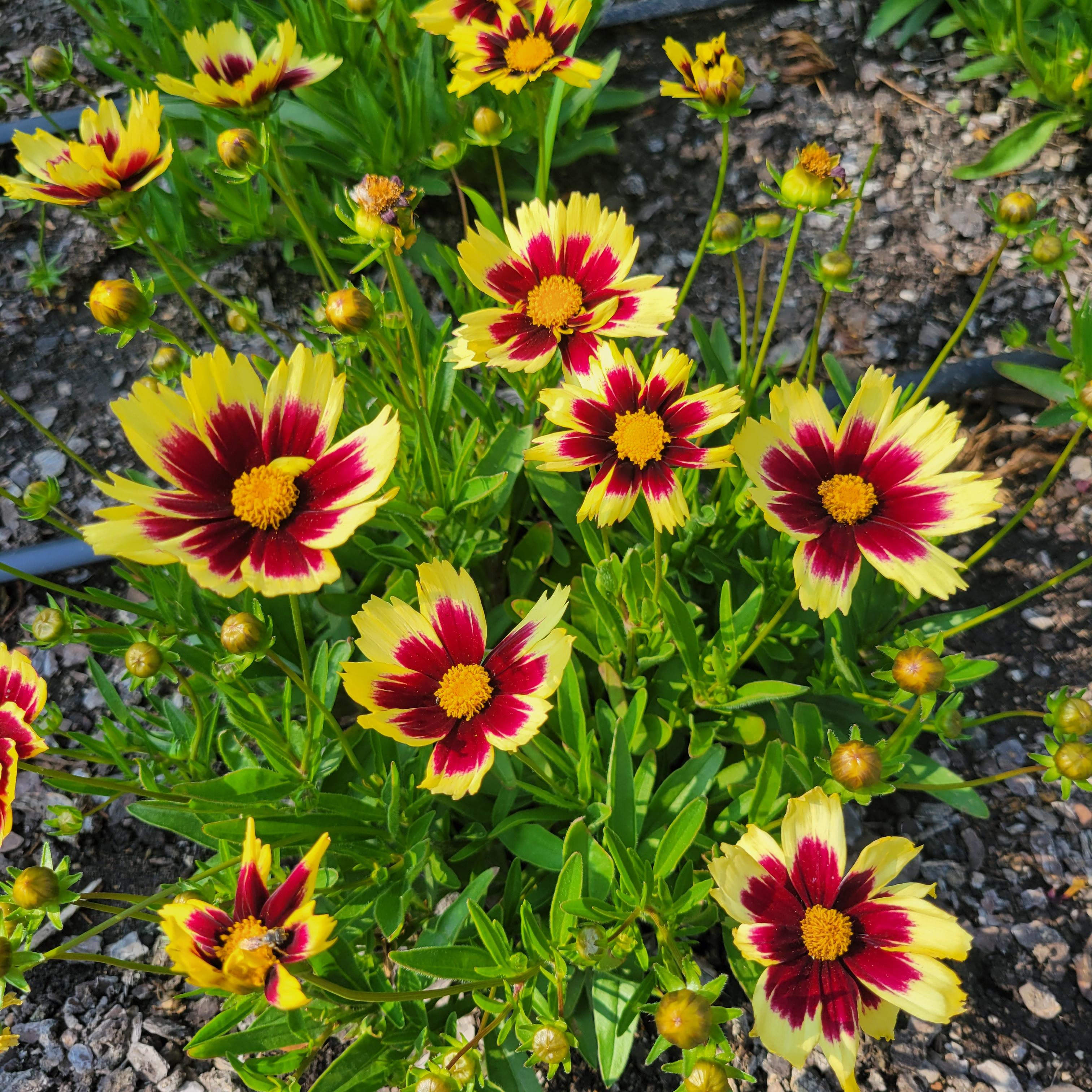 Coreopsis hybrida Super Star