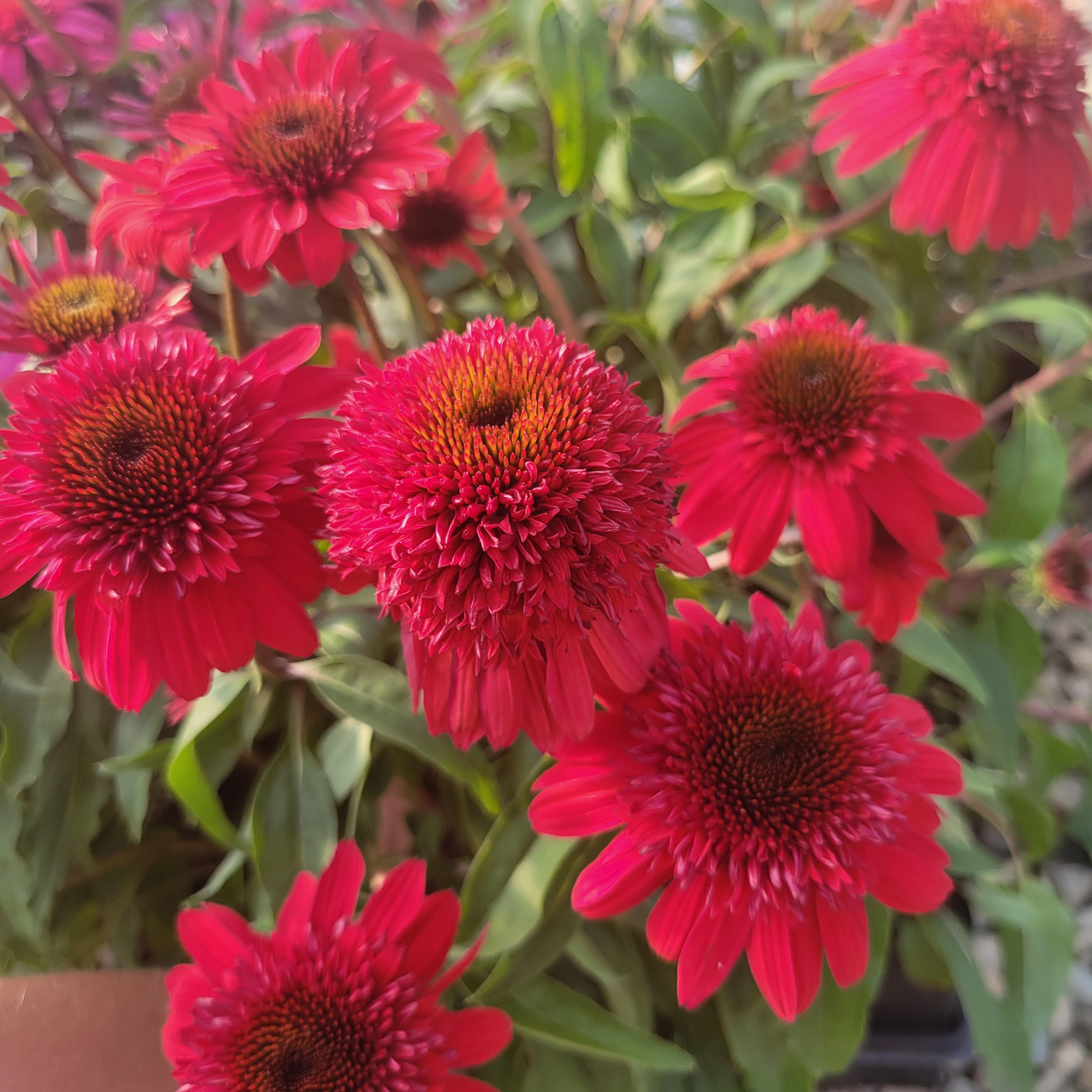 Echinacea x hybrida Balscawbux