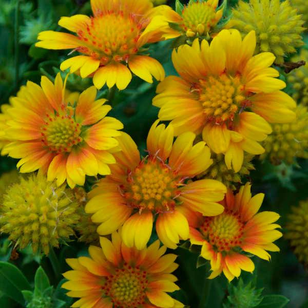 Gaillardia x grandiflora Arizona Apricot