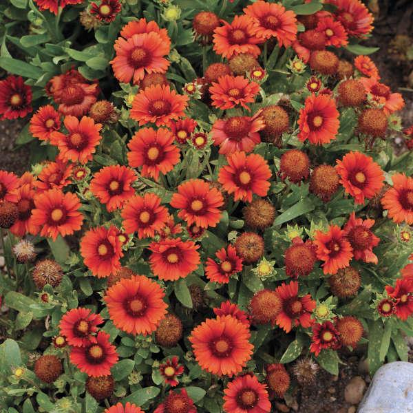 Gaillardia x grandiflora Arizona Red Shades