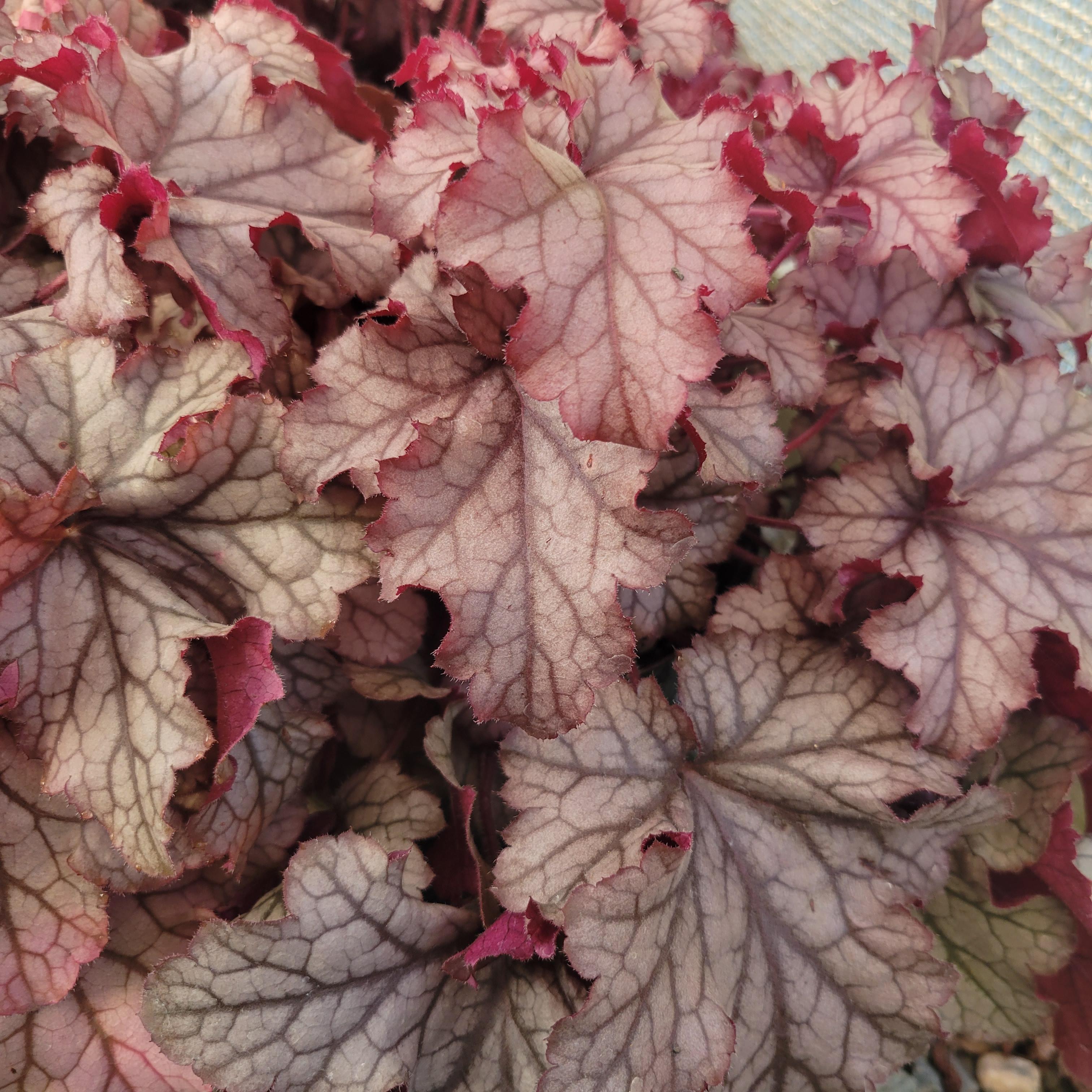 Heuchera x hybrida Carnival Peach Parfait