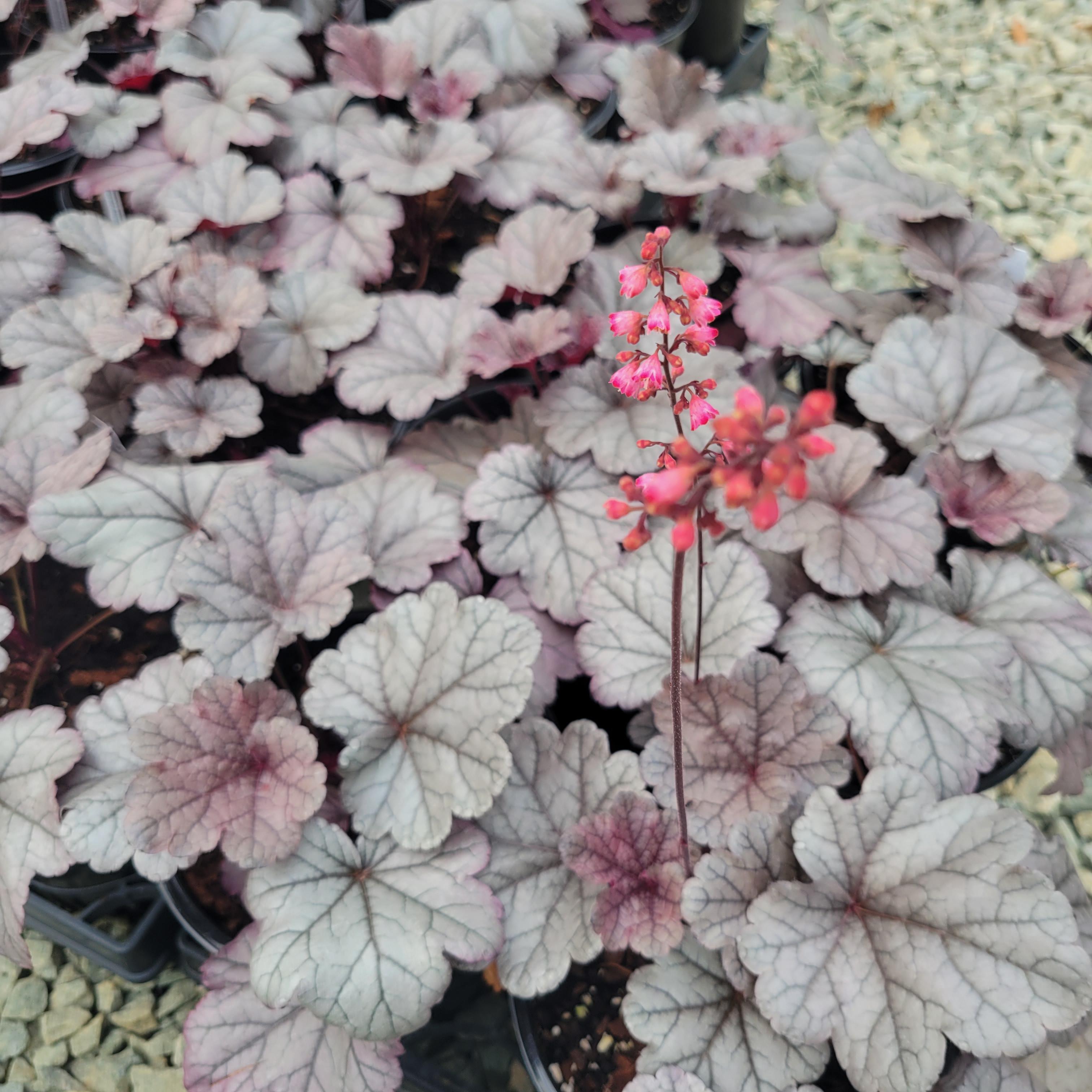 Heuchera x hybrida Smoke and Mirrors