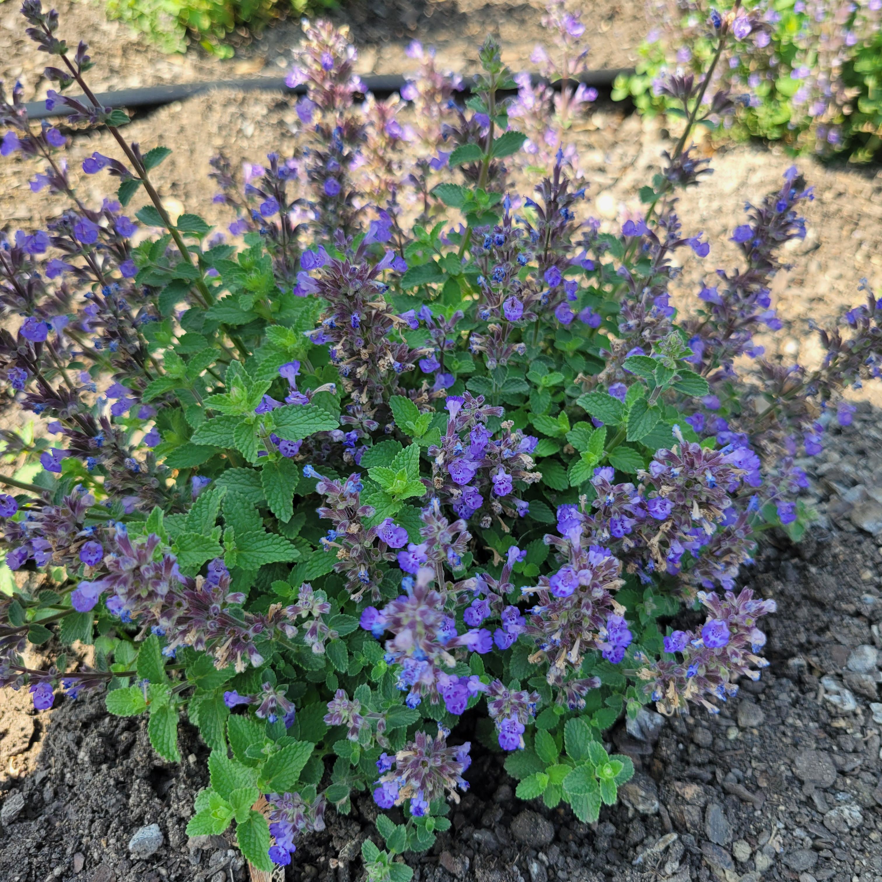 Nepeta faassenii Purrsian Blue