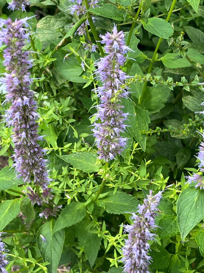 Agastache foeniculum 