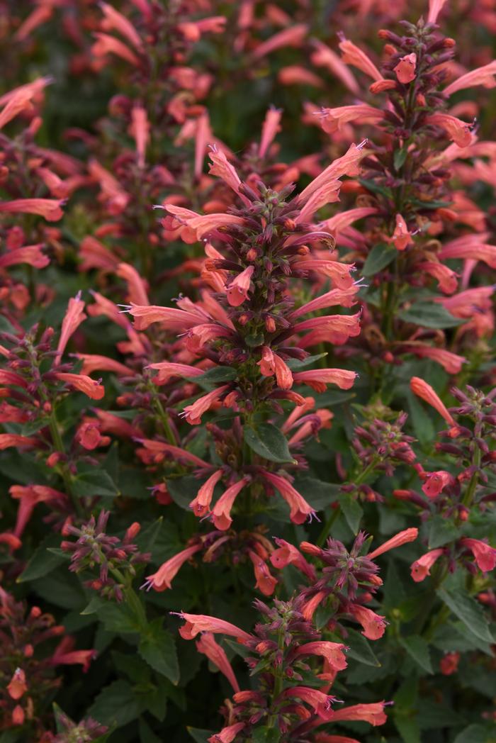 Agastache mexicana Balsumlora