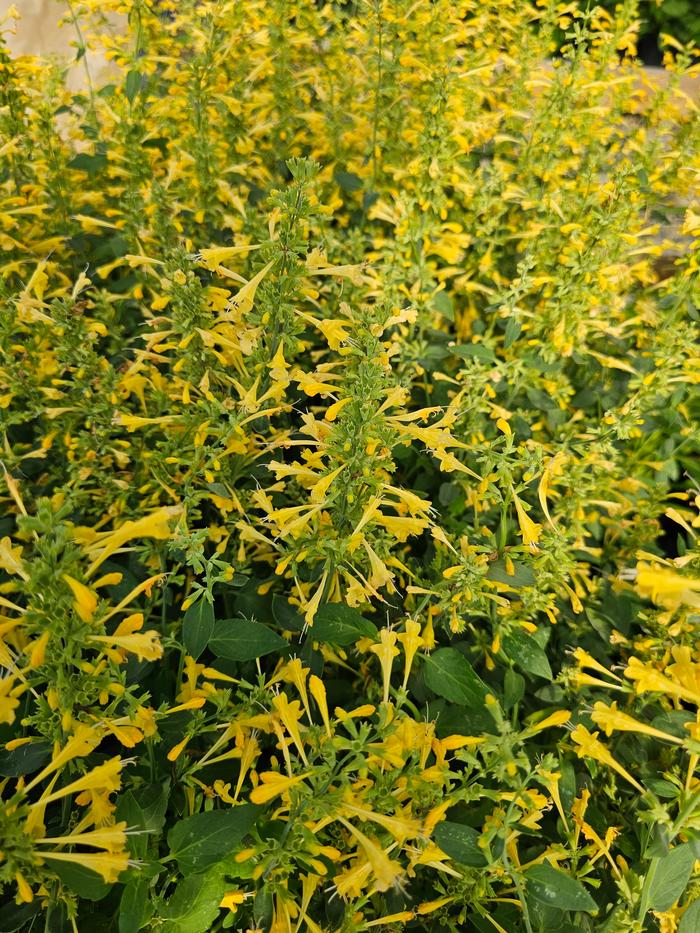Agastache mexicana Balsumlem