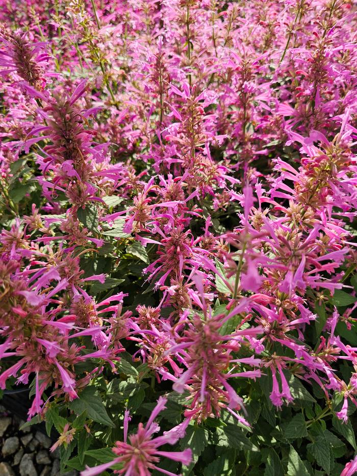 Agastache mexicana Balsumlilac
