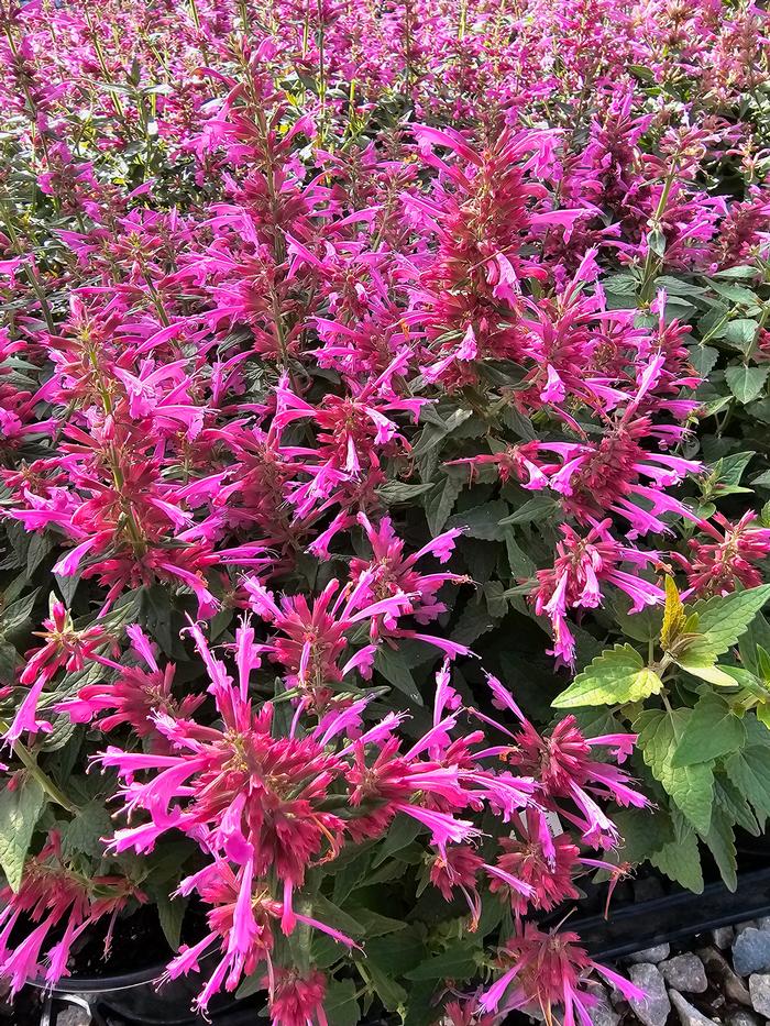 Agastache mexicana Balsumlmag