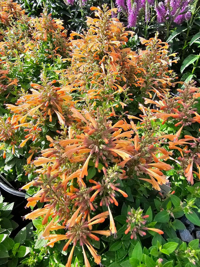Agastache mexicana Balsumleac