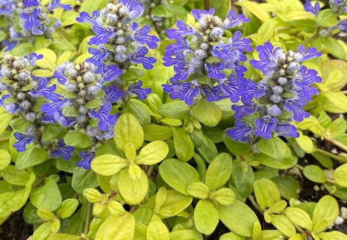 Ajuga tenorei Cordial Canary
