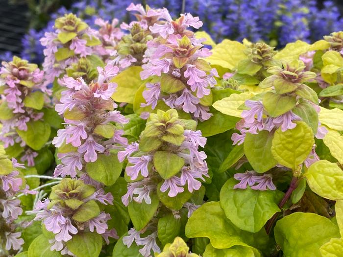 Ajuga tenorei Flashy Flamingo