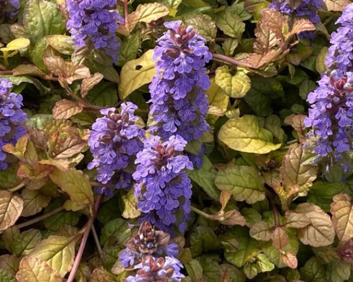 Ajuga tenorei Pleasant Pheasant