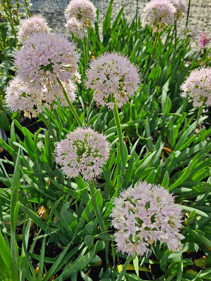 Allium x Bubble Bath