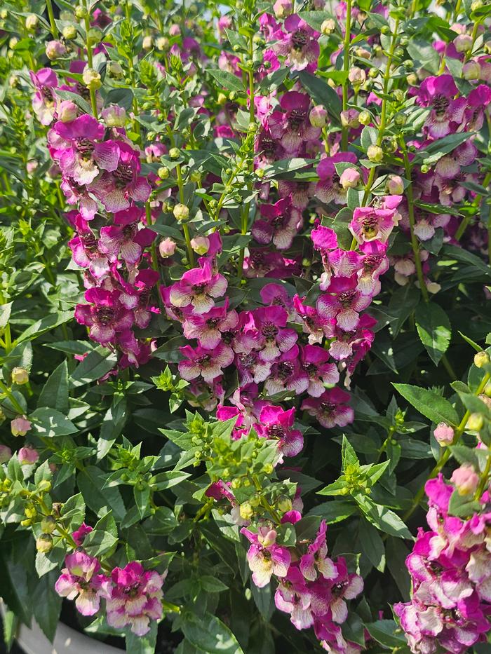 Angelonia angustifolia Baladaniob