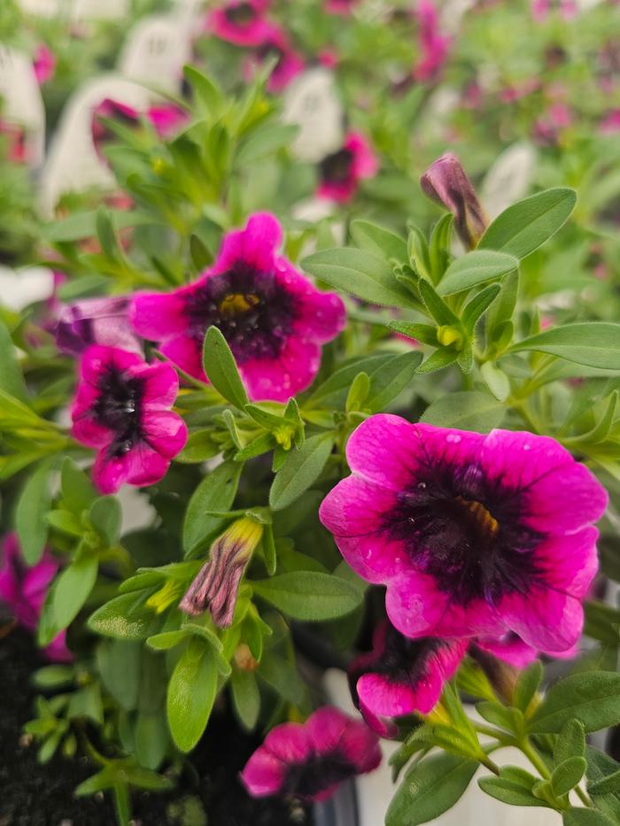 Calibrachoa hybrida BBCAL81801