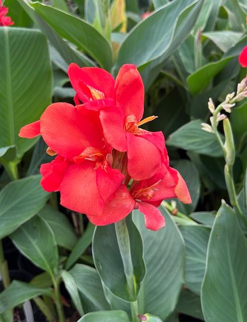 Canna x generalis 