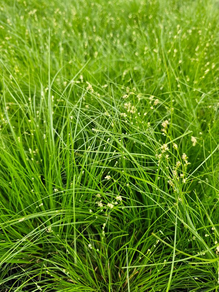 Carex appalachica 
