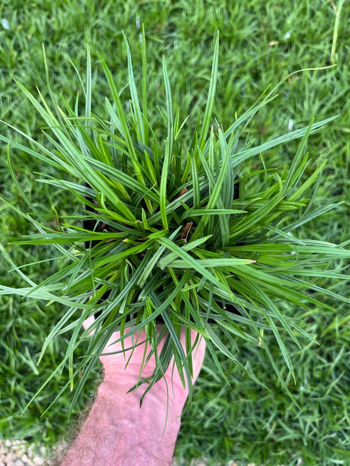 Carex amphibola 