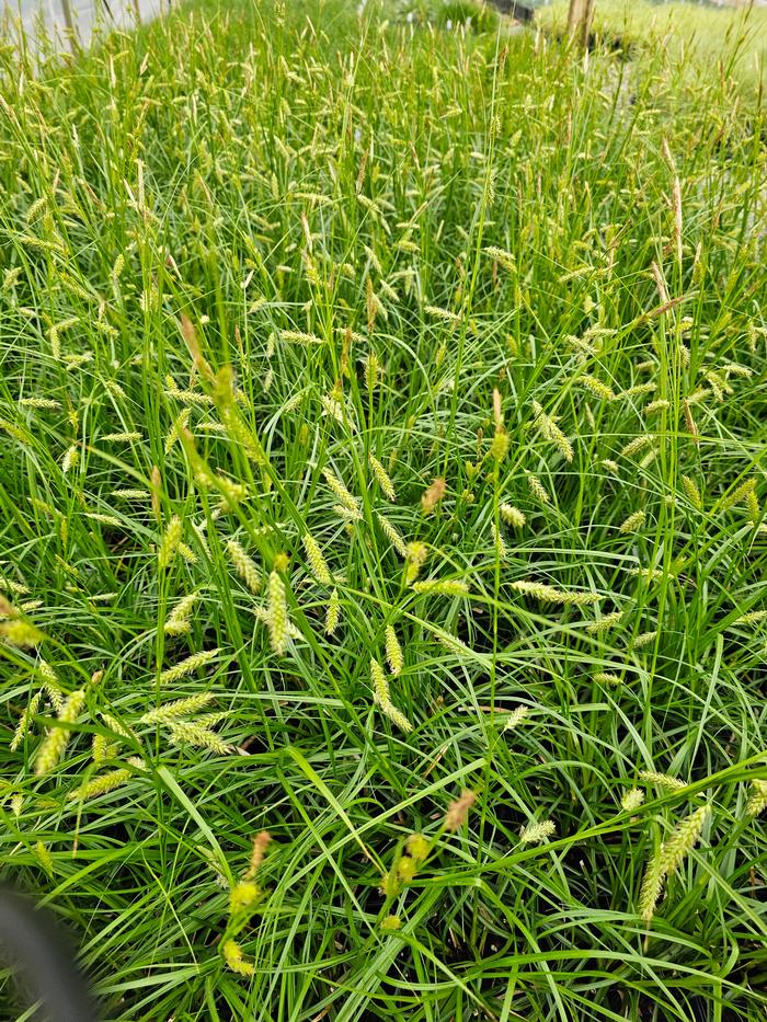 Carex cherokeensis 