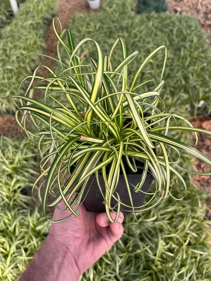 Carex x hybrida ET CRX904