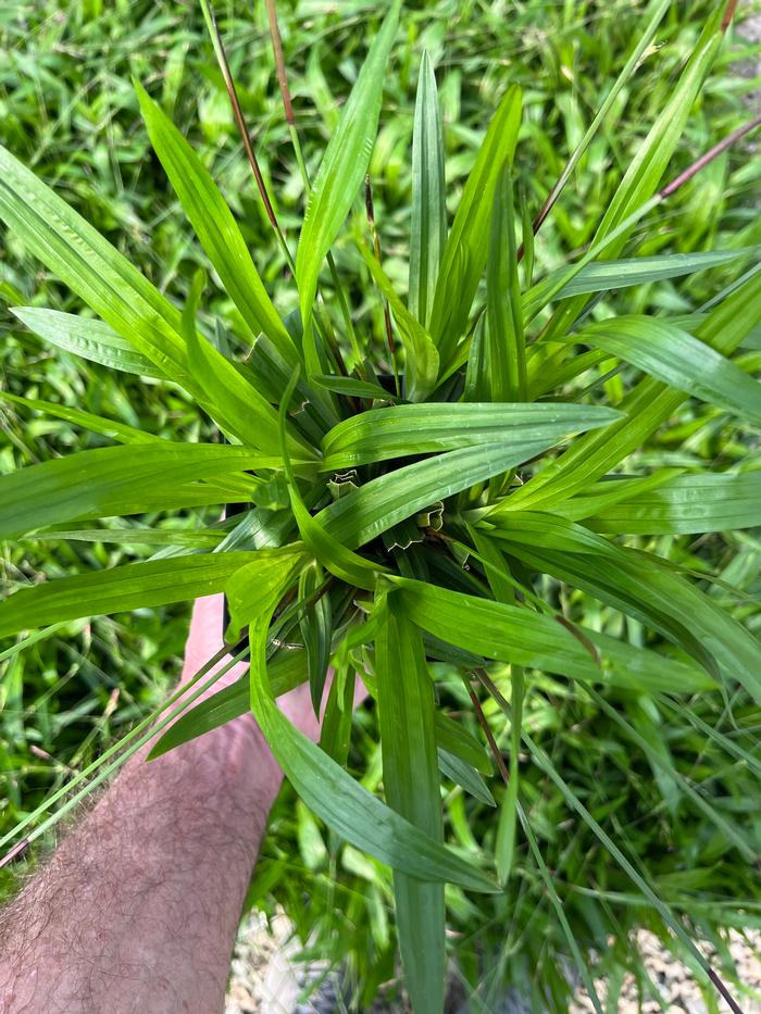 Carex plantaginea 