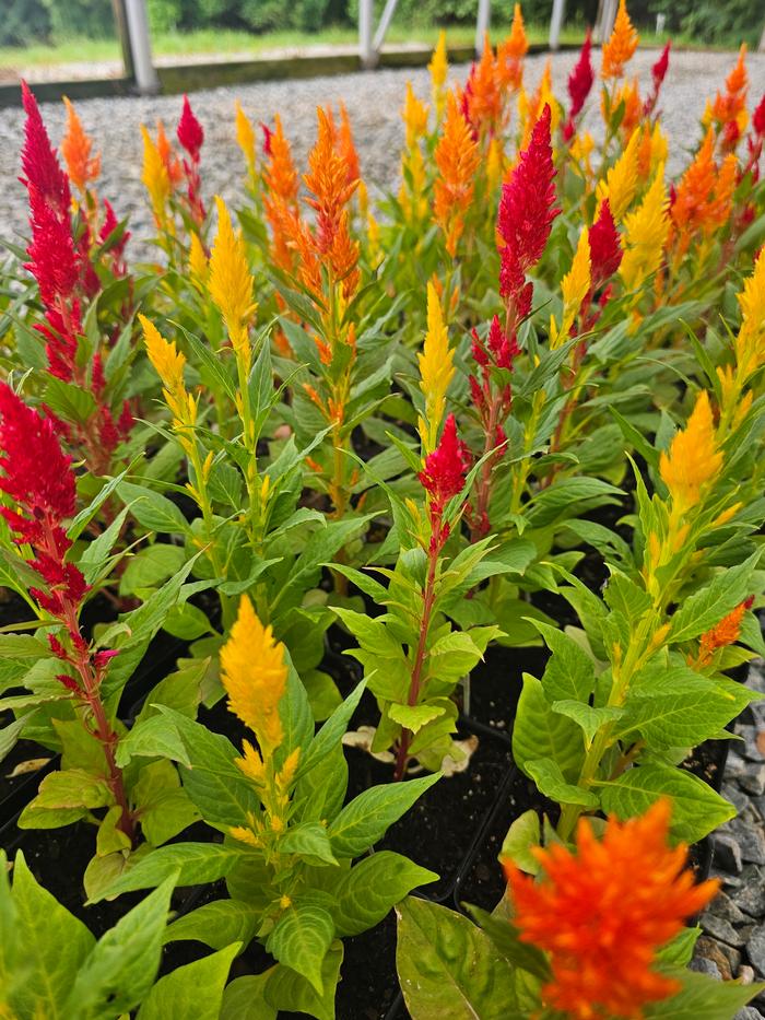 Celosia plumosa 