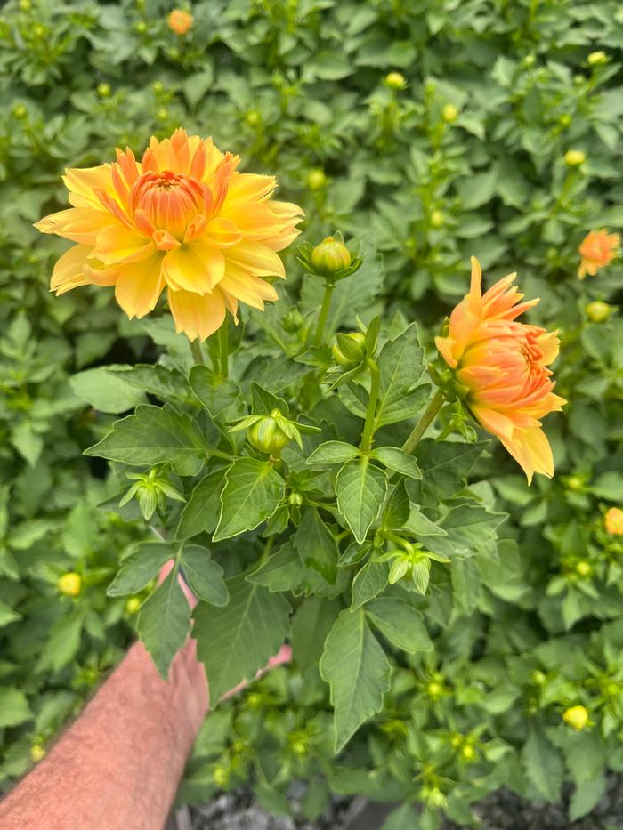 Dahlia hybrid 