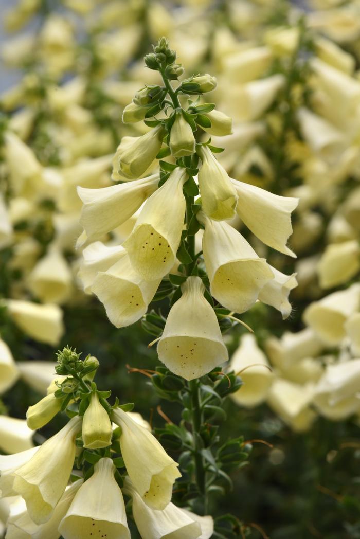 Digitalis hybrida Balroxleam