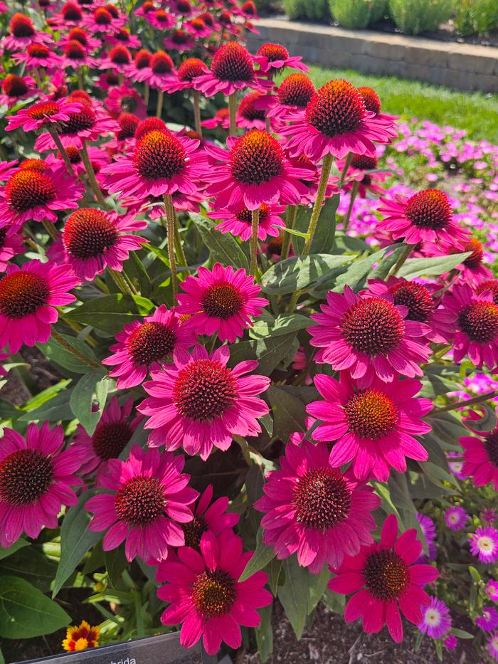 Echinacea x hybrida Balsomfand