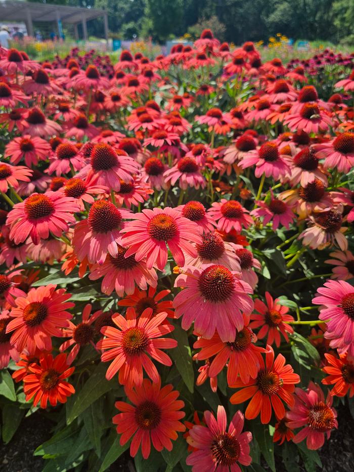 Echinacea x hybrida Balsomambo
