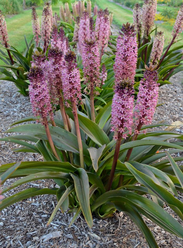 Eucomis x African Night