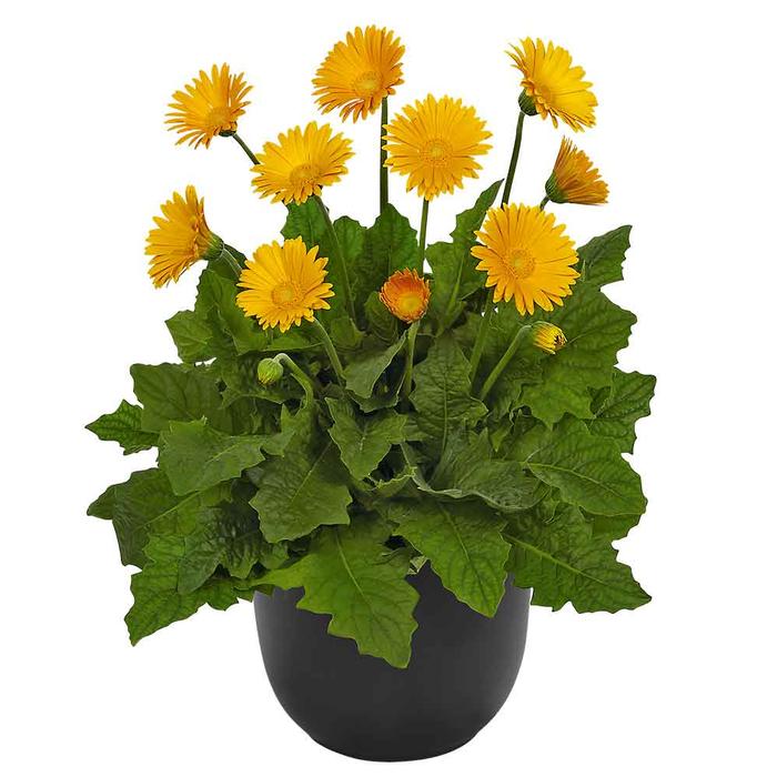 Gerbera jamesonii 