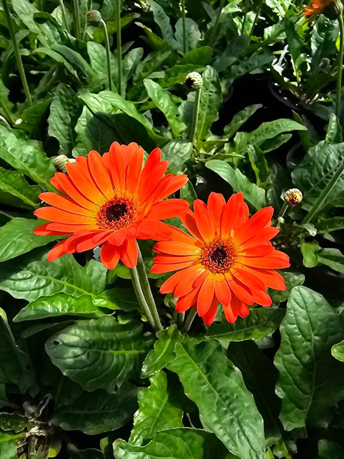 Gerbera jamesonii 