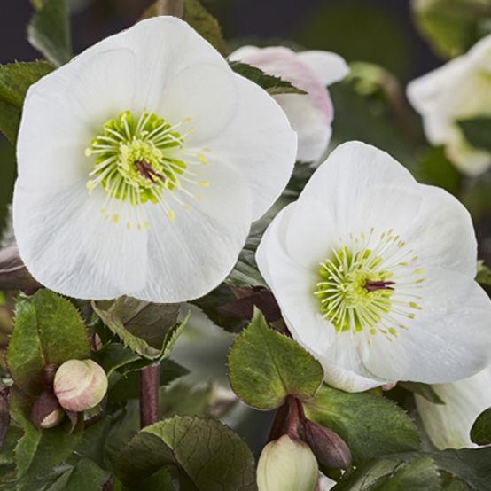 Helleborus glandorfensis COSEH 5500
