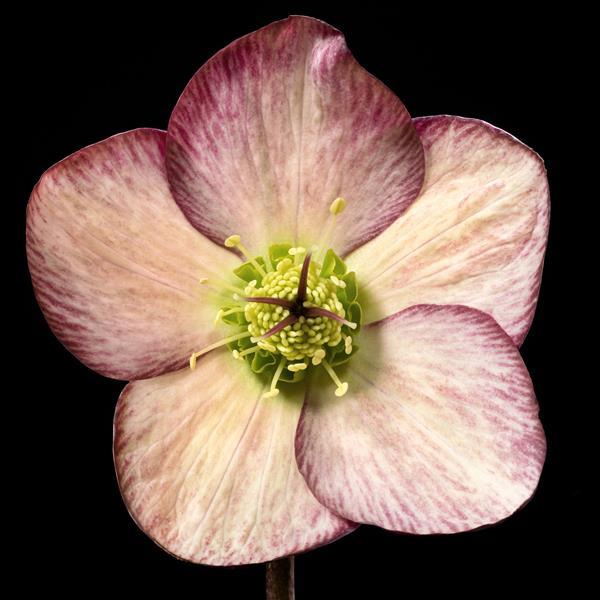 Helleborus glandorfensis COSEH 5100