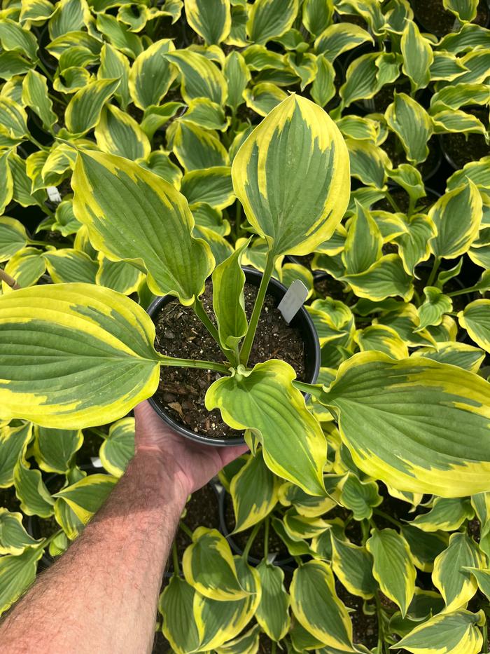 Hosta x Trendsetter