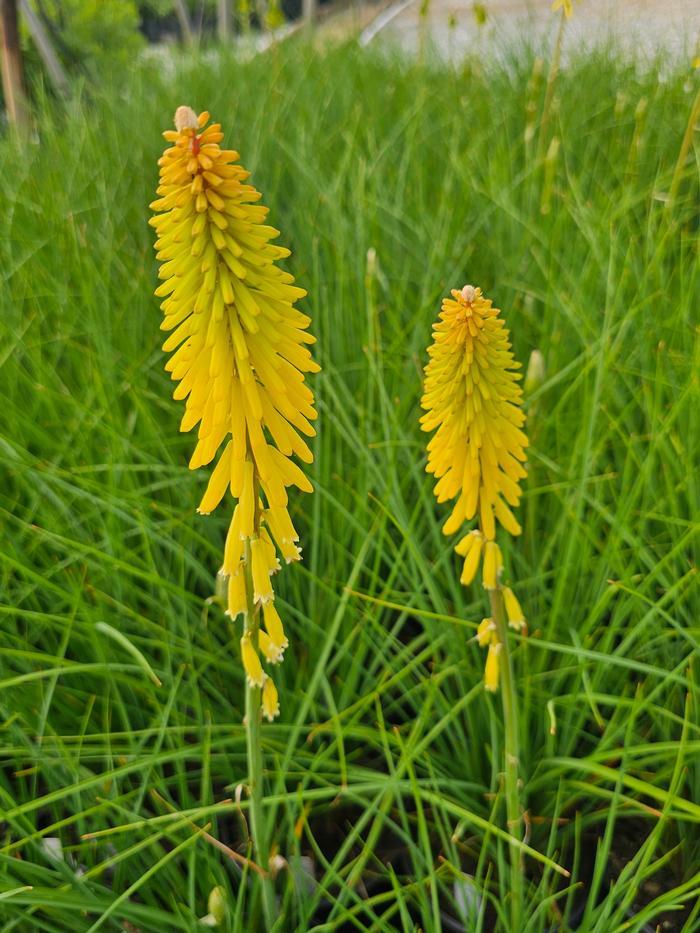 Kniphofia uvaria KLEKN22193