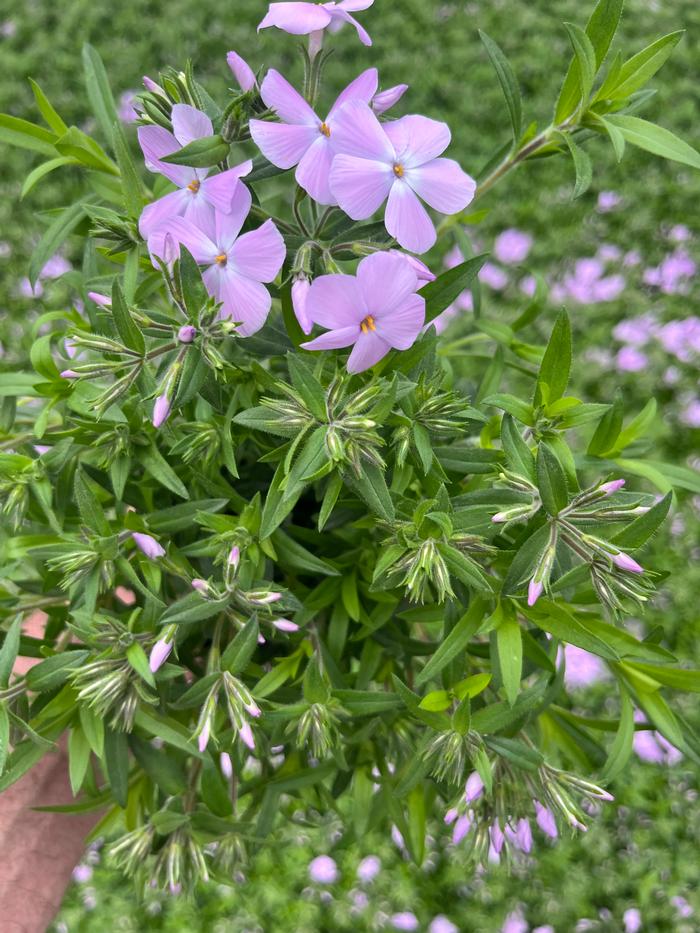 Phlox x hybrida 