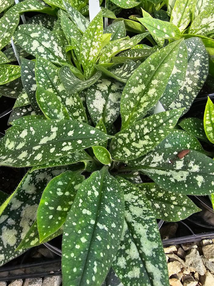 Pulmonaria x Twinkle Toes