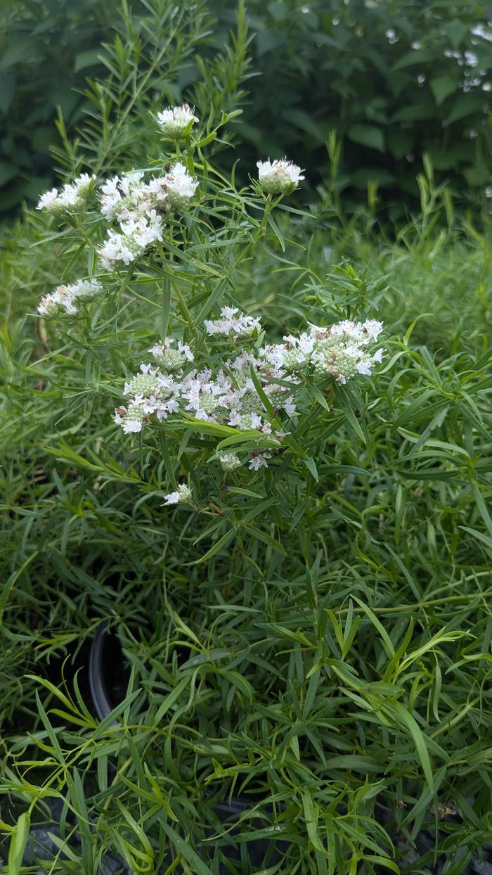 Pycnanthemum tenuifolium 