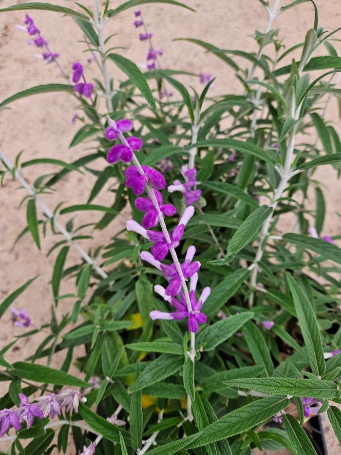 Salvia leucantha 