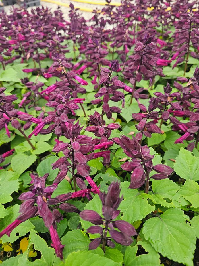 Salvia splendens PAS3292