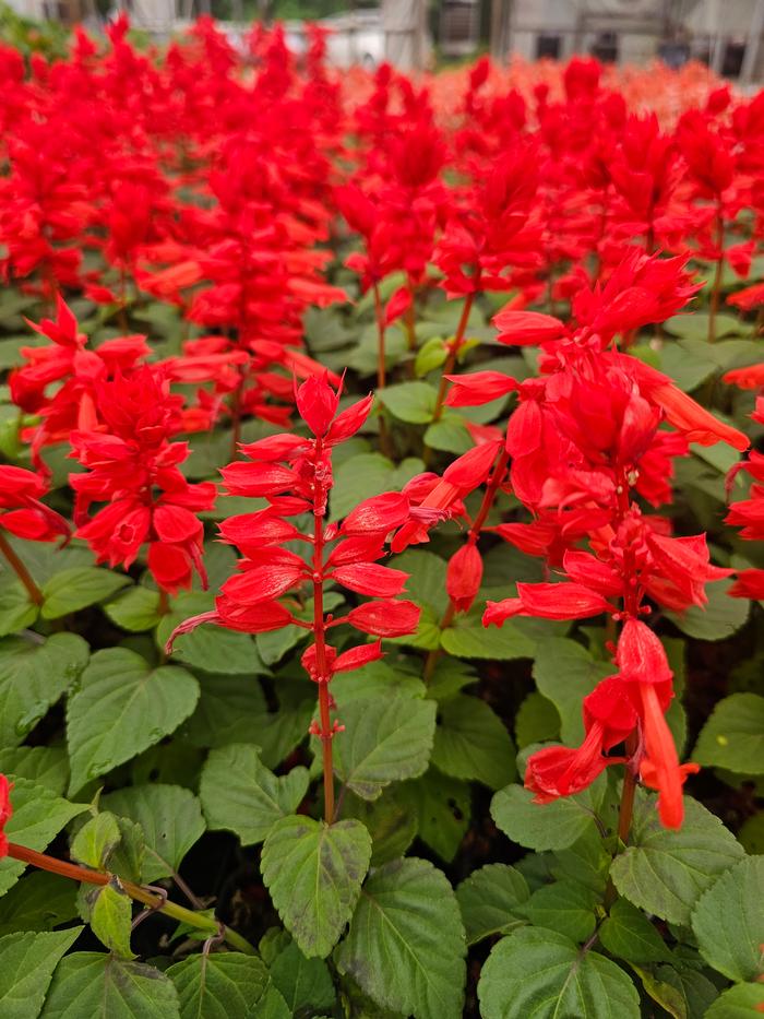 Salvia splendens PAS3285