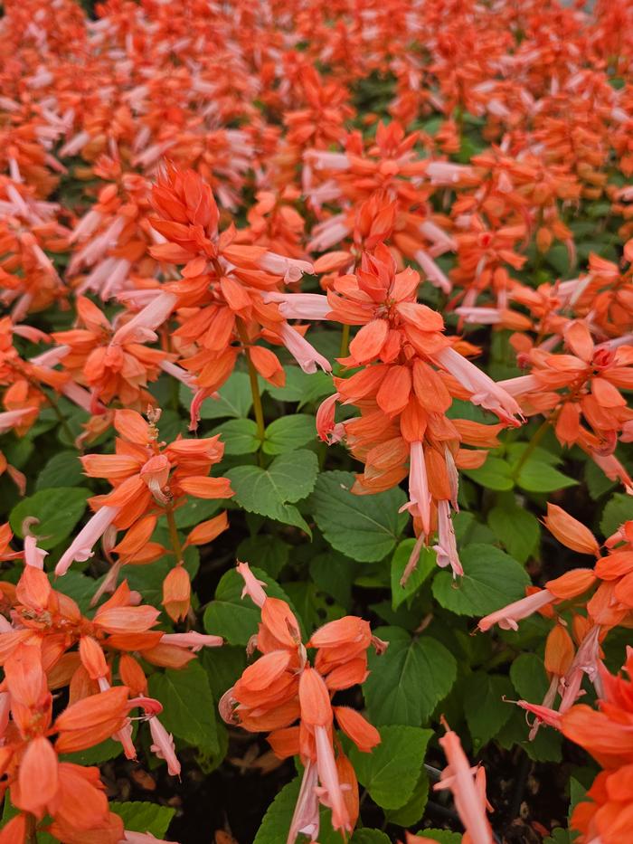 Salvia splendens PAS94671