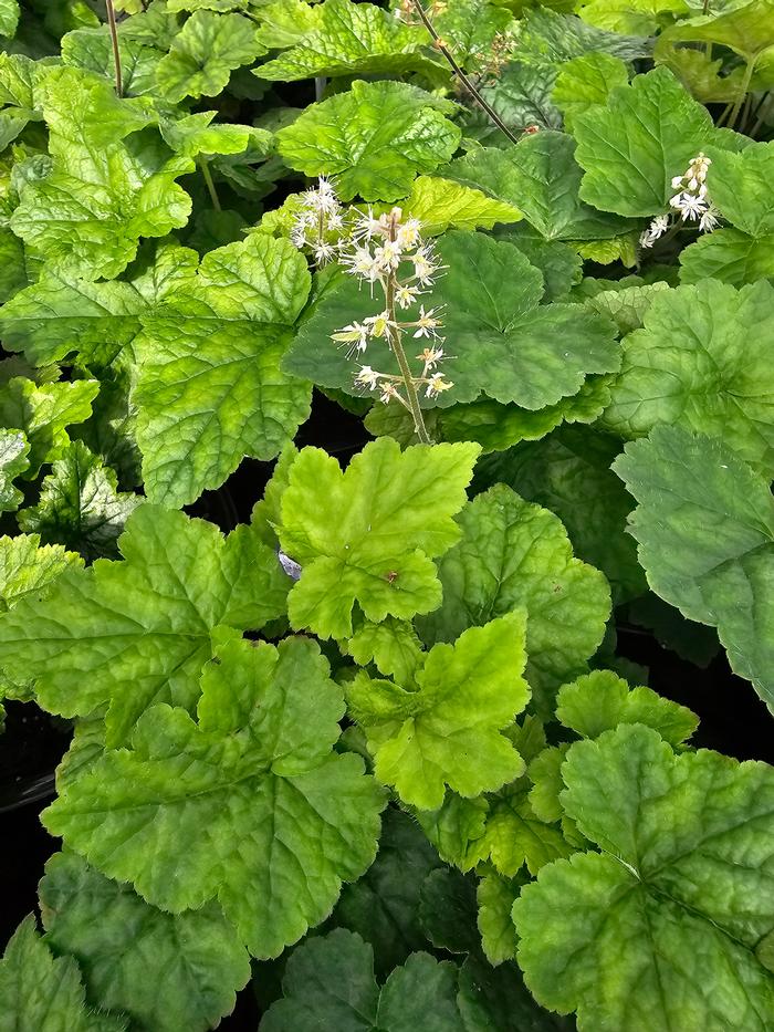 Tiarella cordifolia 