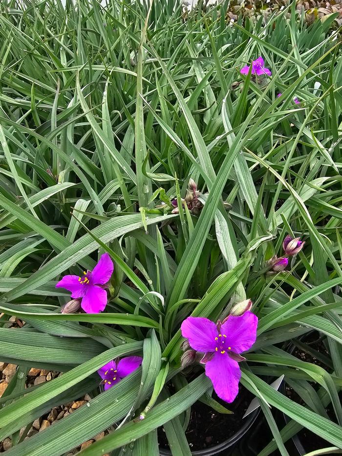 Tradescantia x Concord Grape