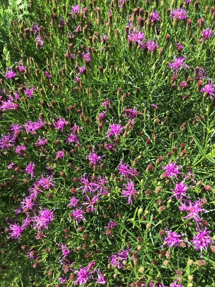 Vernonia lettermanii 