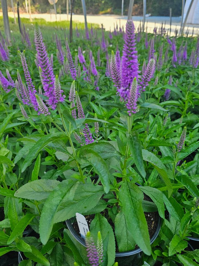 Veronia longifolia Balskywac