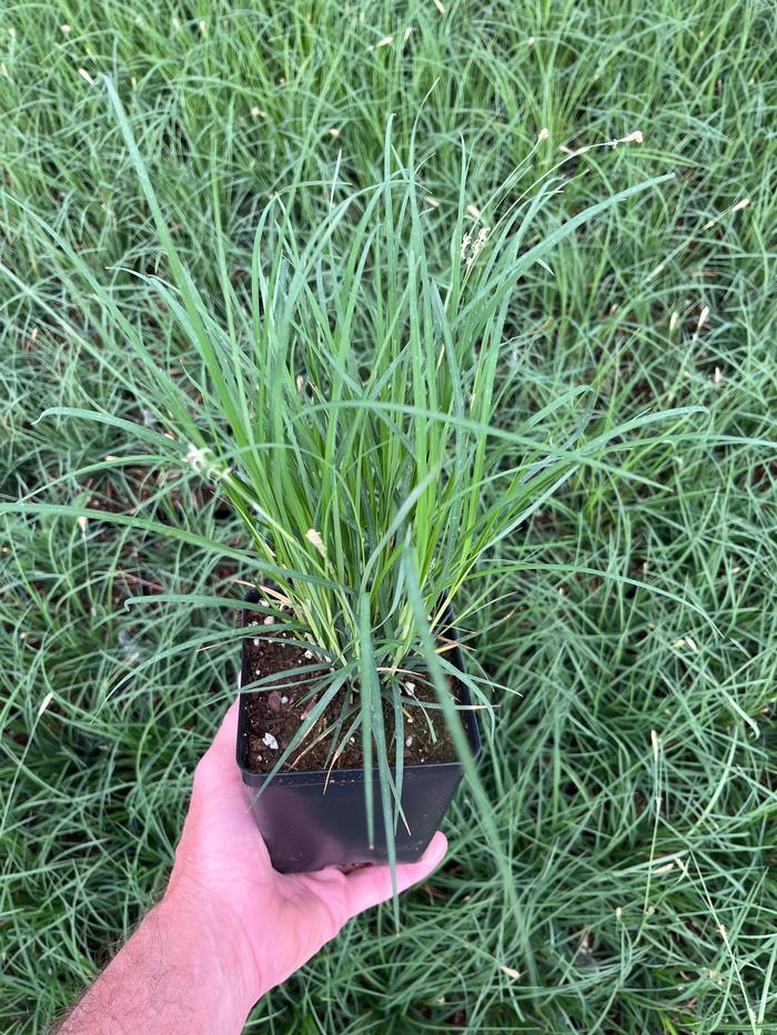 Carex woodii 