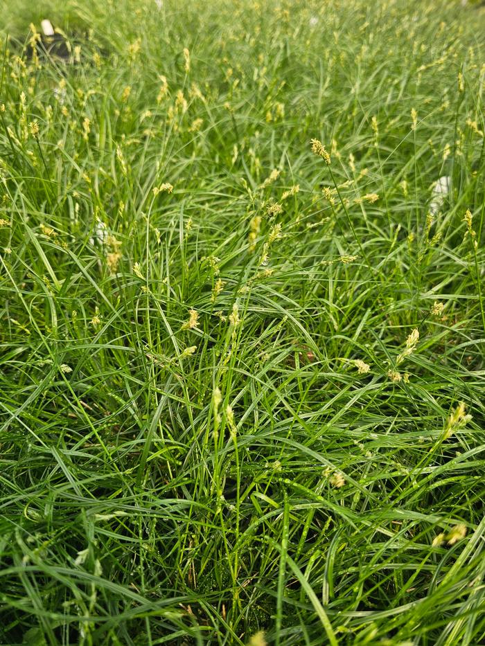Carex texensis 
